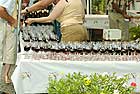 Alle mit den Sonderschiffen angereisten Gste erhalten bei der Rotweinprobe und dem Rotweinfest in  am Mittelrhein kostenlos ein Glas Rotwein und ein Weinglas als Andenken.